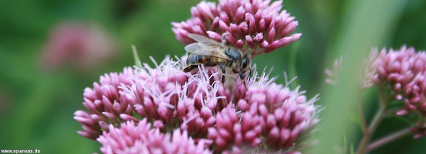 Titelbild für Facebook-Fanpage: Fleissiges Bienchen (für die richtige Bild-Größe, einfach das Bild anklicken)