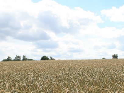 Titelbild für Facebook-Fanpage: Sommer über dem Kornfeld (für die richtige Bild-Größe, einfach das Bild anklicken)