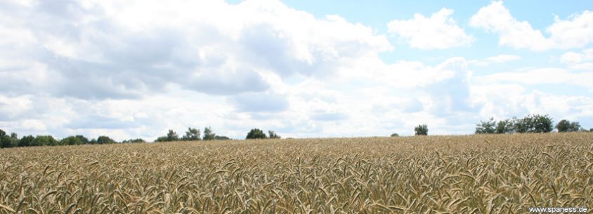 Titelbild für Facebook-Fanpage: Sommer über dem Kornfeld (für die richtige Bild-Größe, einfach das Bild anklicken)