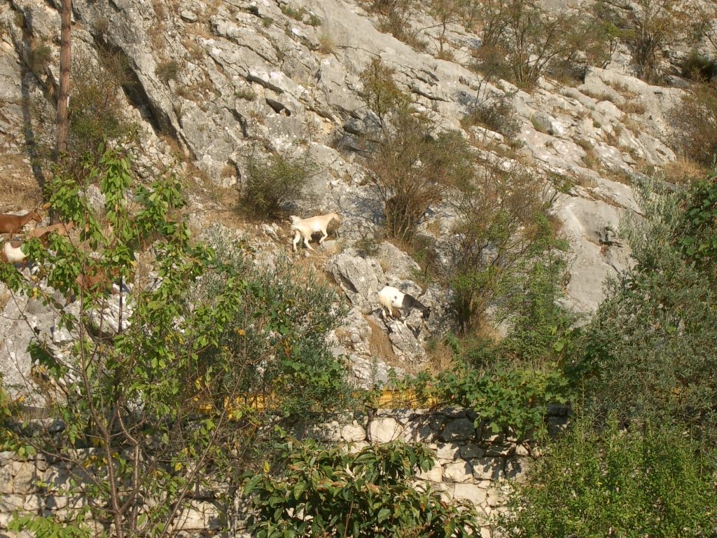 Montenegro - Ziegen in den Bergen 