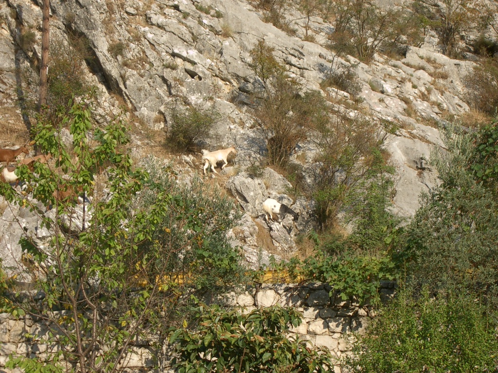 Montenegro – Ziegen in den Bergen