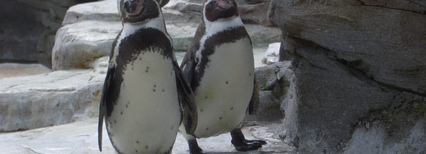 Pinguin-Wellness