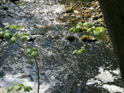 Waldcoaching & Waldbaden