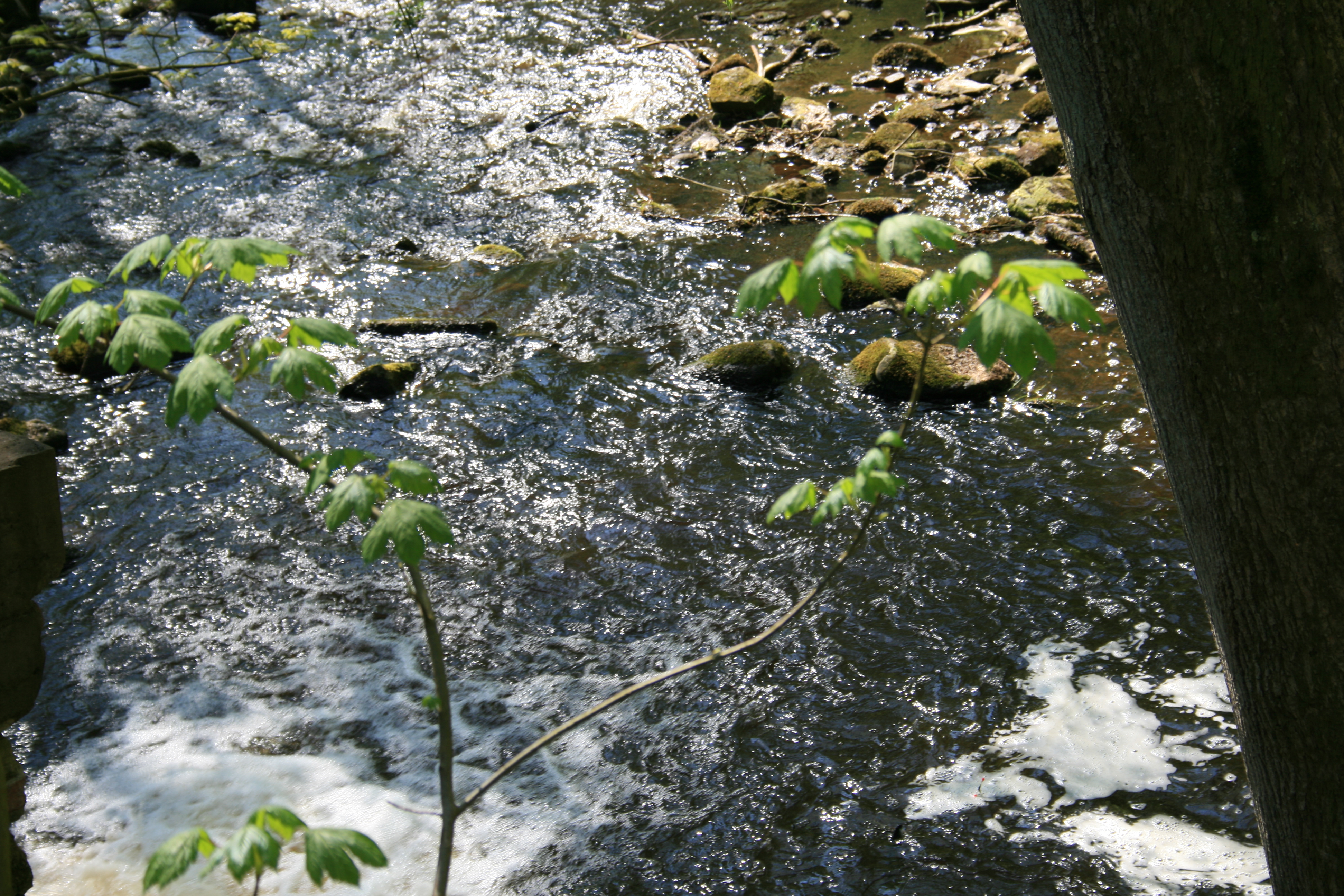 Waldcoaching & Waldbaden