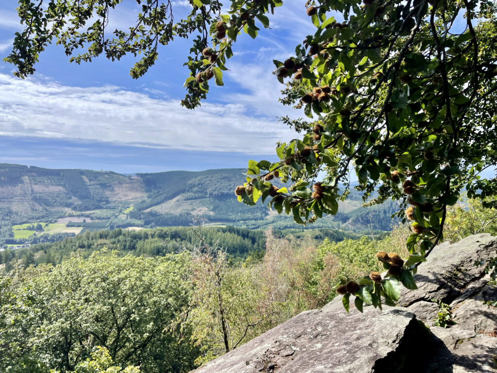 Aussicht vom Rhinsleyfelsen, einer von 7 Seelenorten rund um Saalhausen im Sauerland