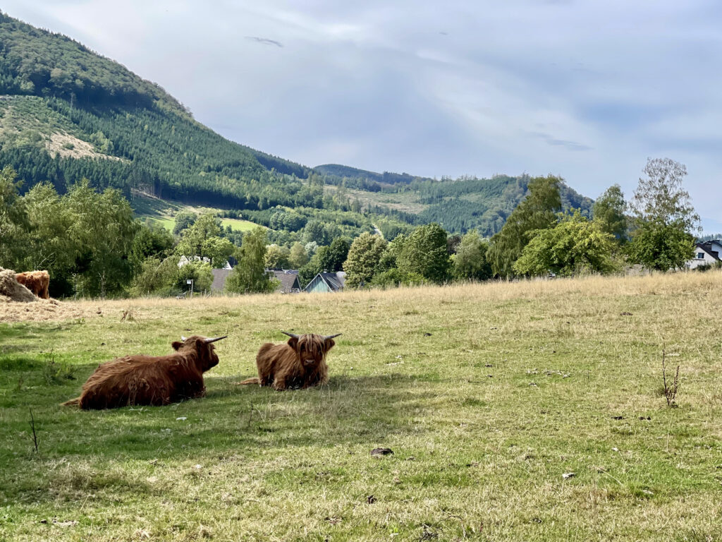 neugierige Kuehe auf der Wanderung zurueck vom Rhinsleyfelsen nach Saalhausen