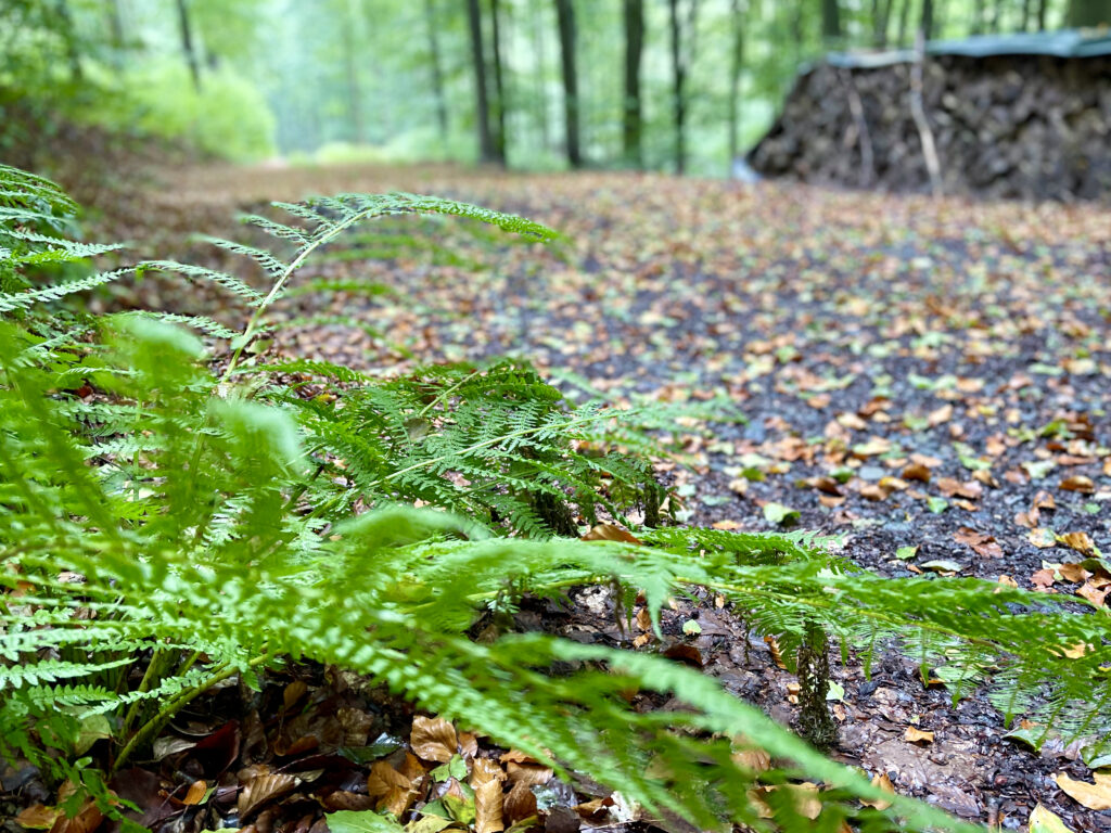 Wandern durch den Wald bei Schmallenberg im Sauerland