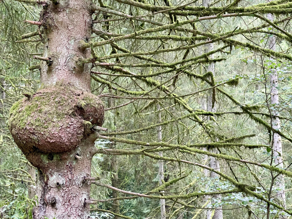 Zauberwald Wanderung zum Hexenplatz m Schmallenberger Sauerland