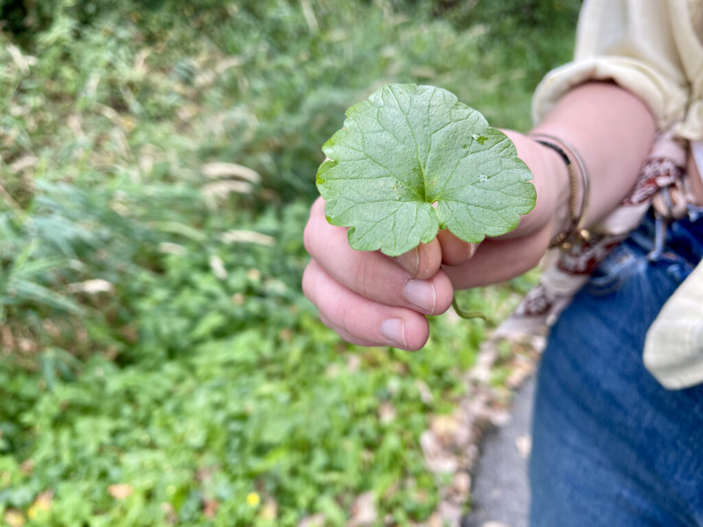 Kraeuterwanderung Schmallenberger Sauerland, Person hält ein Blatt in der Hand