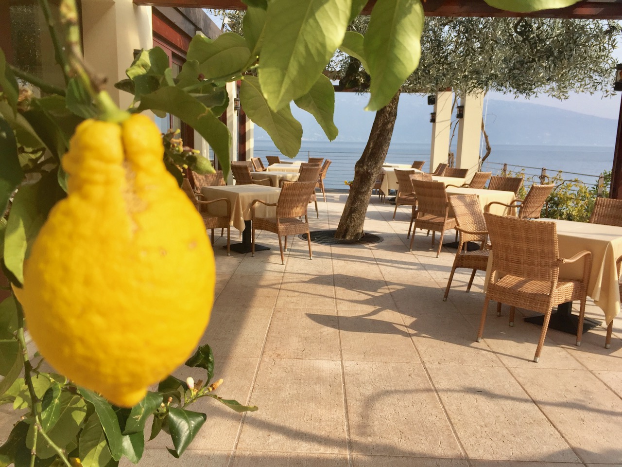 Zitronen im April in Gargnanao Gardasee
