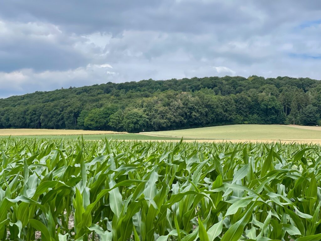 Stemweder Berg