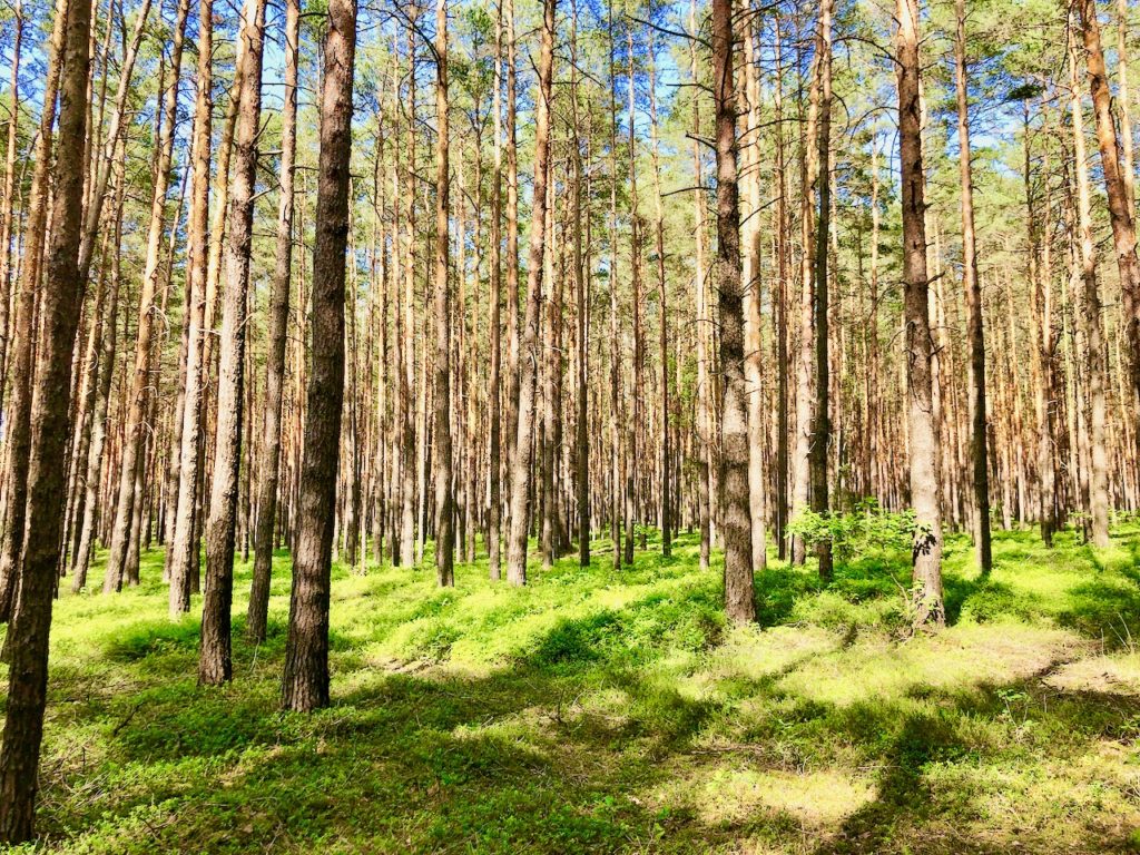 Unterwegs im Wald von Finsterwalde Elbe Elster Land