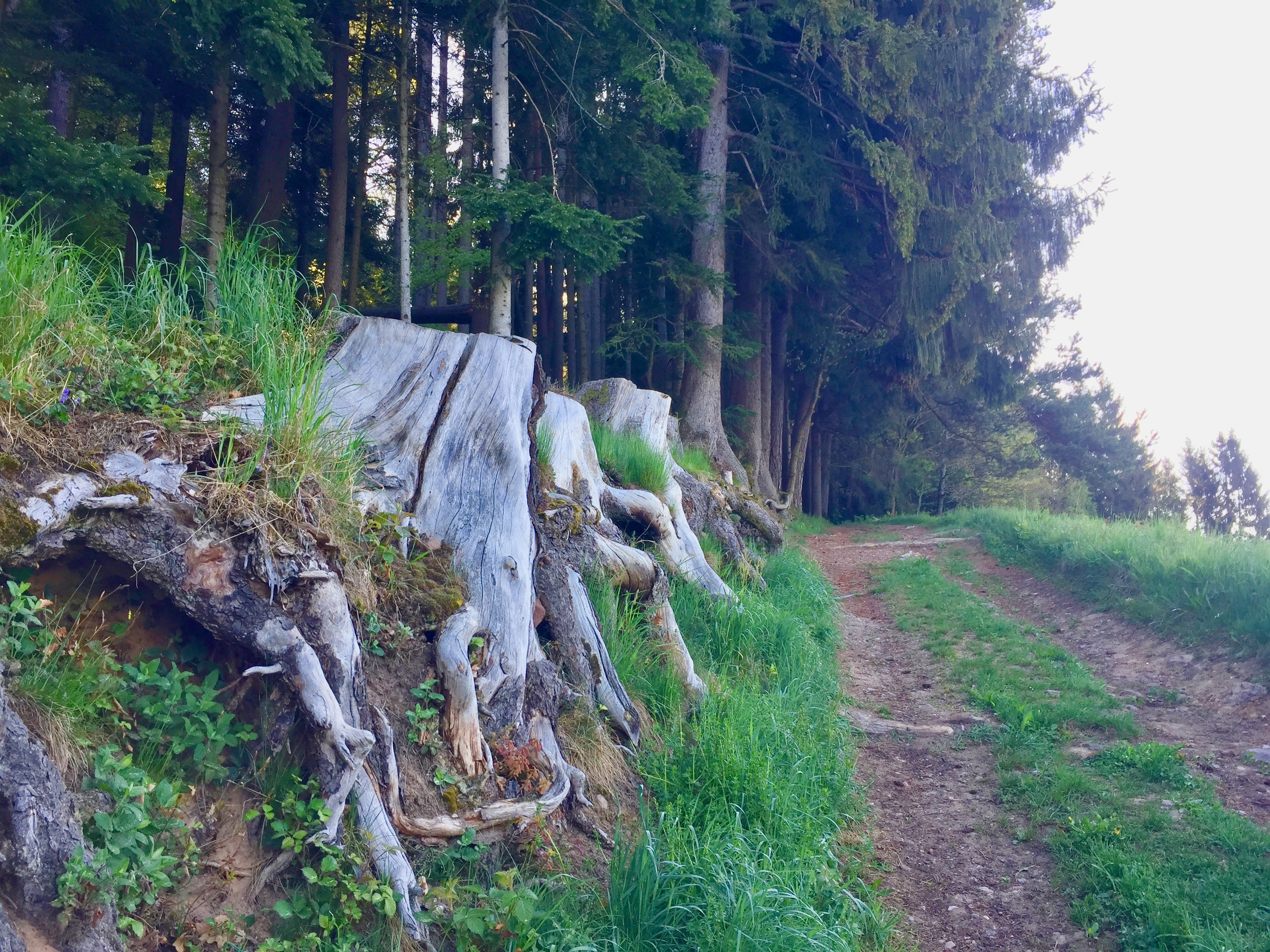 Wanderwege im Schwarzwald