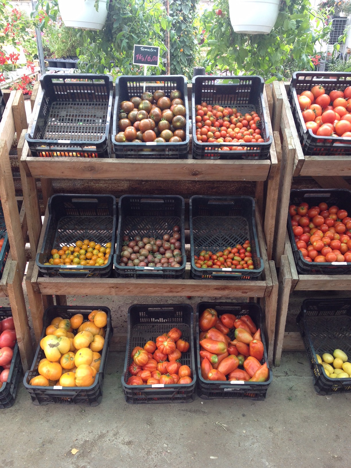 Tomaten auf Usedom