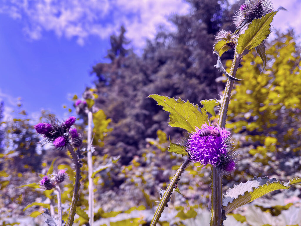 Gefuehrte Wanderungen St. Johann Tirol