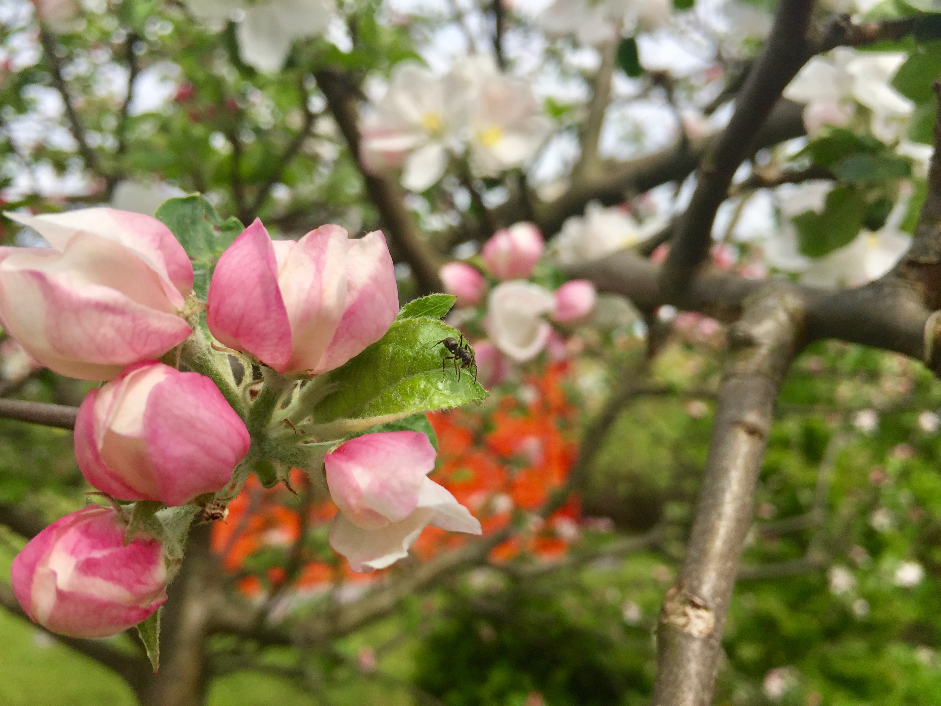 Den Frühling mit allen Sinnen genießen!