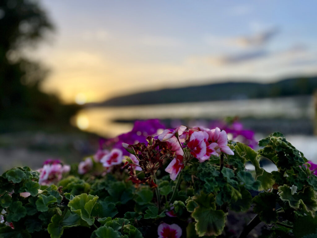 Zum Sonnenuntergang am Rhein in Bingen