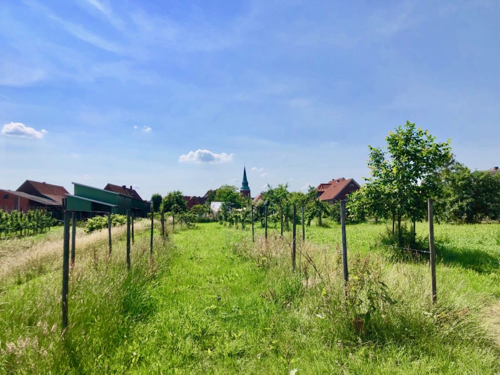 Altes Land bei Hamburg