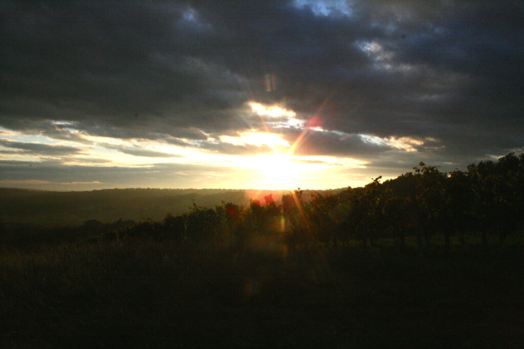 Sonnenuntergang in den Weinbergen Oesterreich