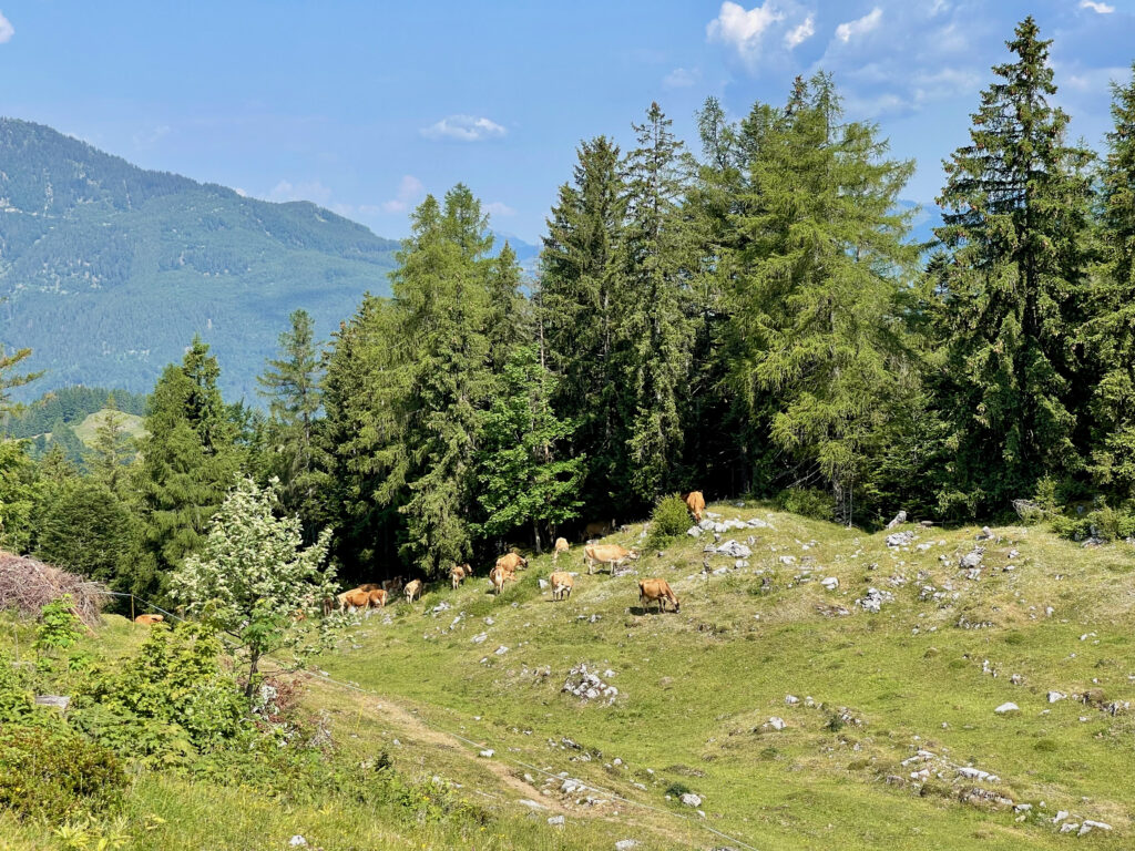 Wandern Kitzbuehler Alpen