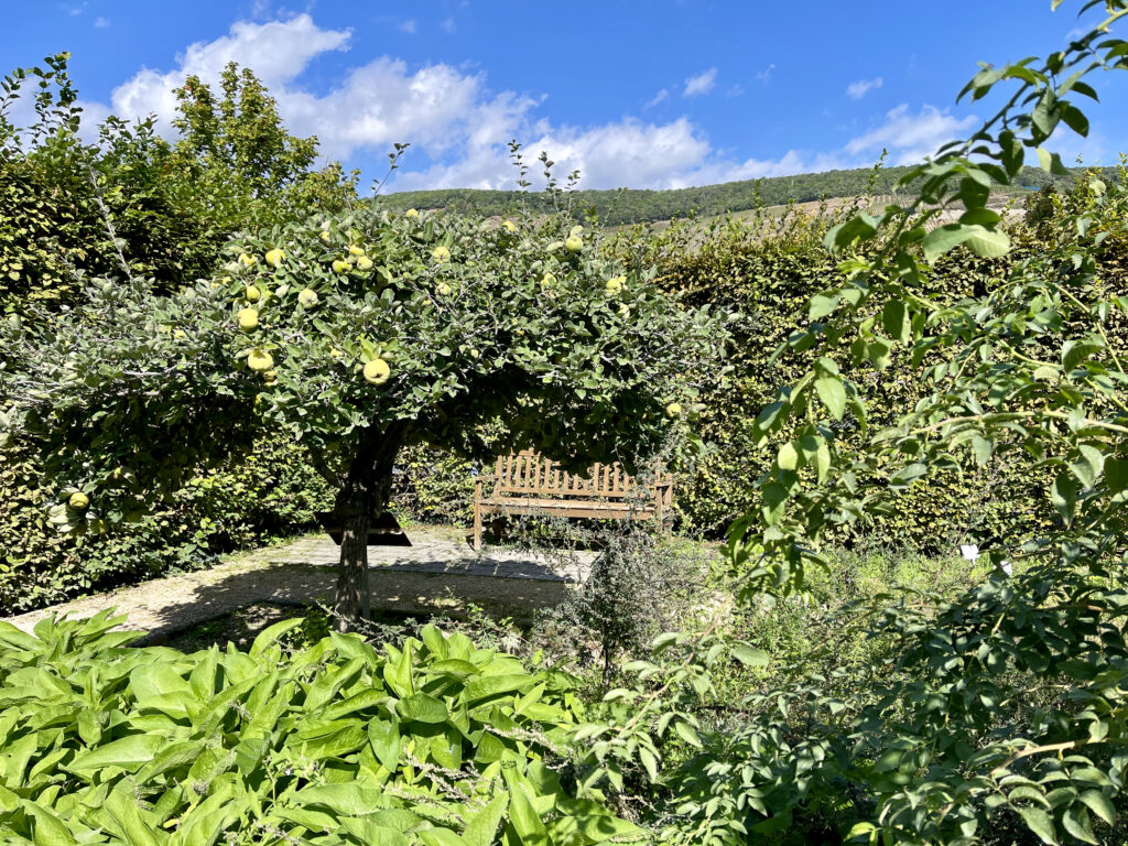 Im Hildegarten Bingen neben dem Museum am Strom in Bingen, direkt am Rhein