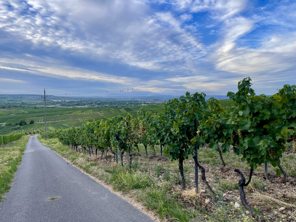 Blick ueber die Weinberge auf dem Rochusberg Bingen