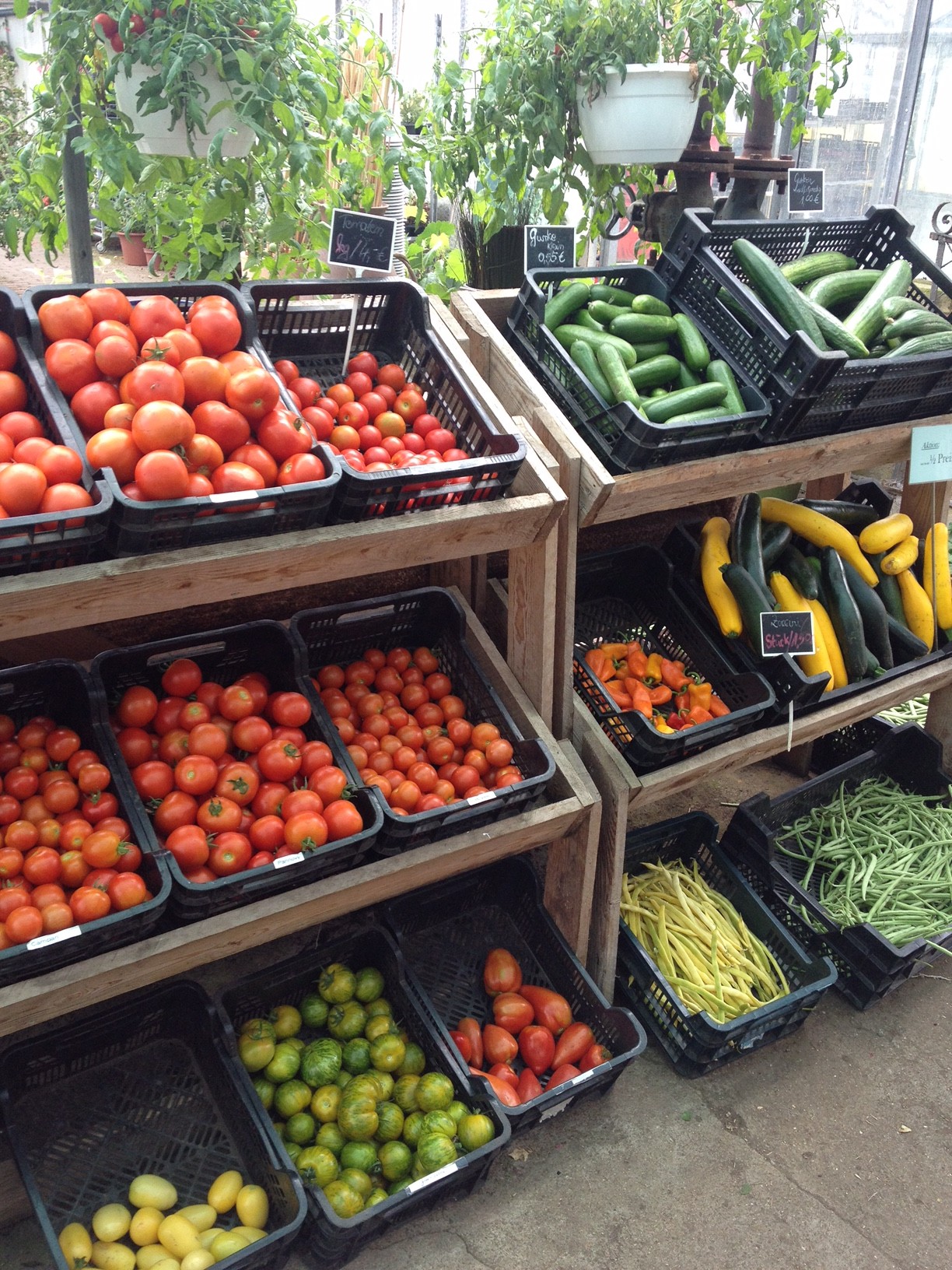 Noch mehr Tomaten auf Usedom