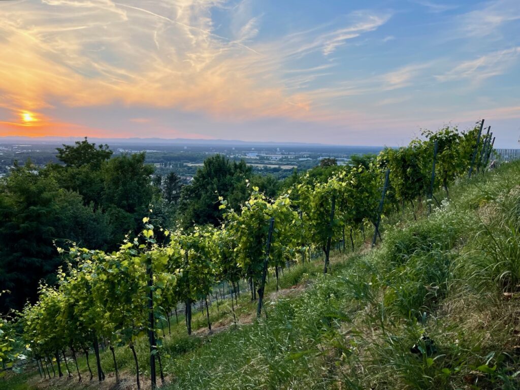 Turmberg Karlsruhe Sonnenuntergang