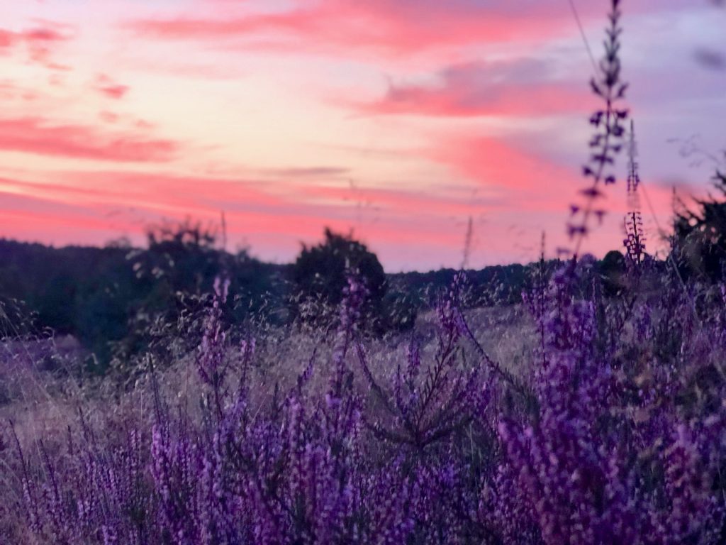 Wanderung Heidschnuckenweg zum Sonnenaufgang