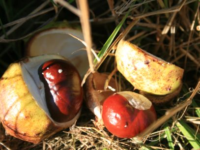 Herbst Kastanien