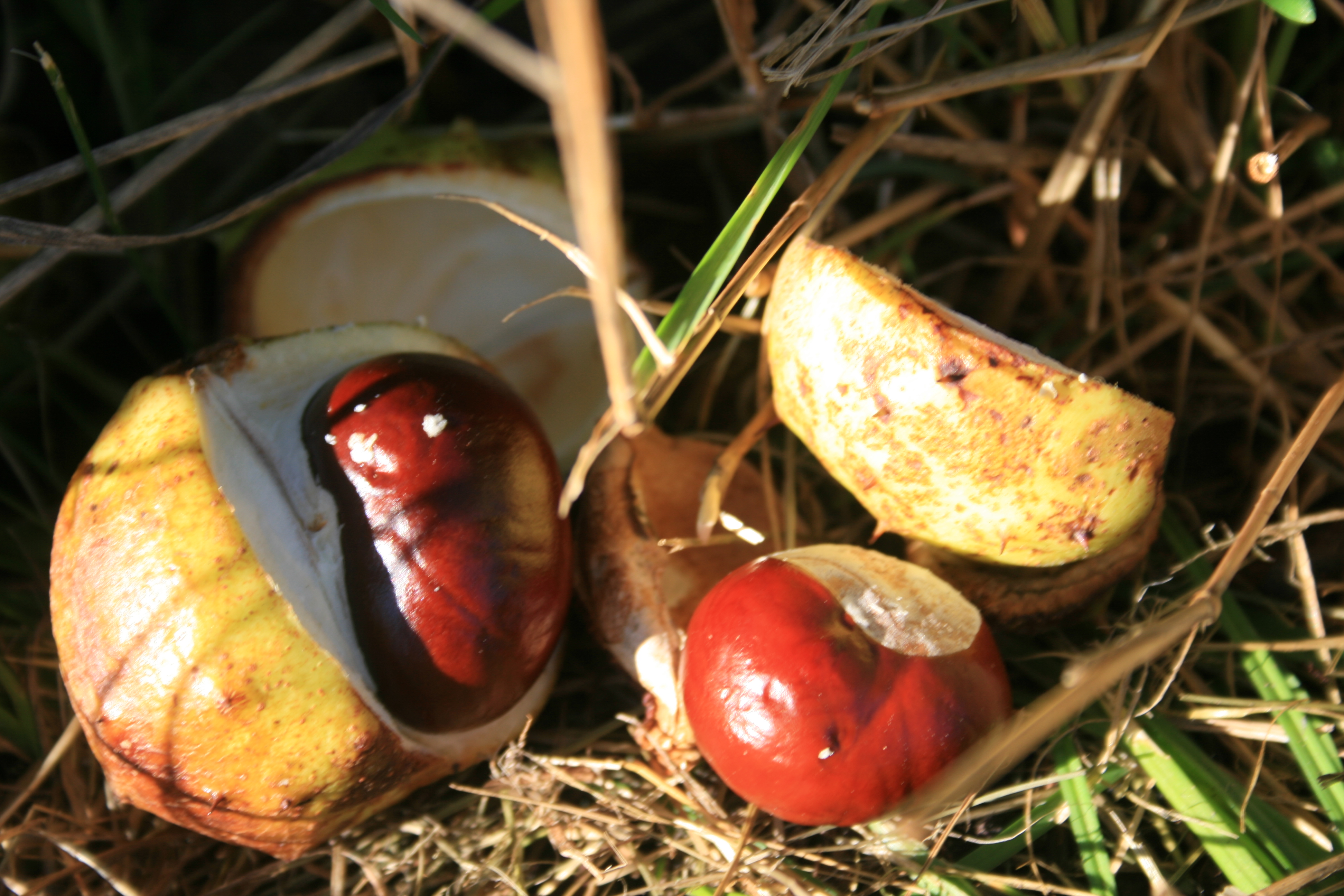 Herbst Kastanien