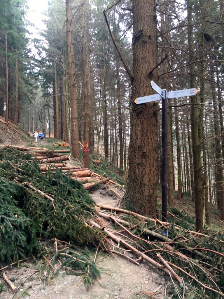 Geierlay Wanderweg - wir klettern ueber Baueme