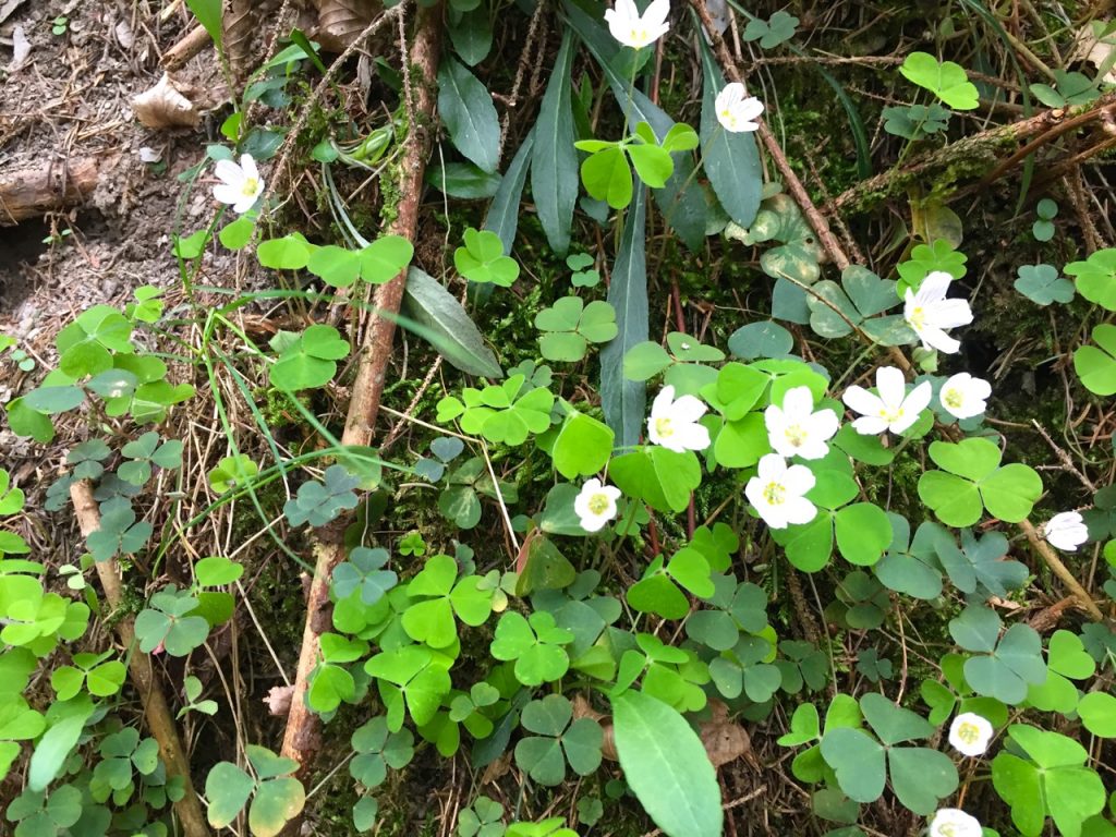 Geierlay Wanderweg - Fruehlingsboten