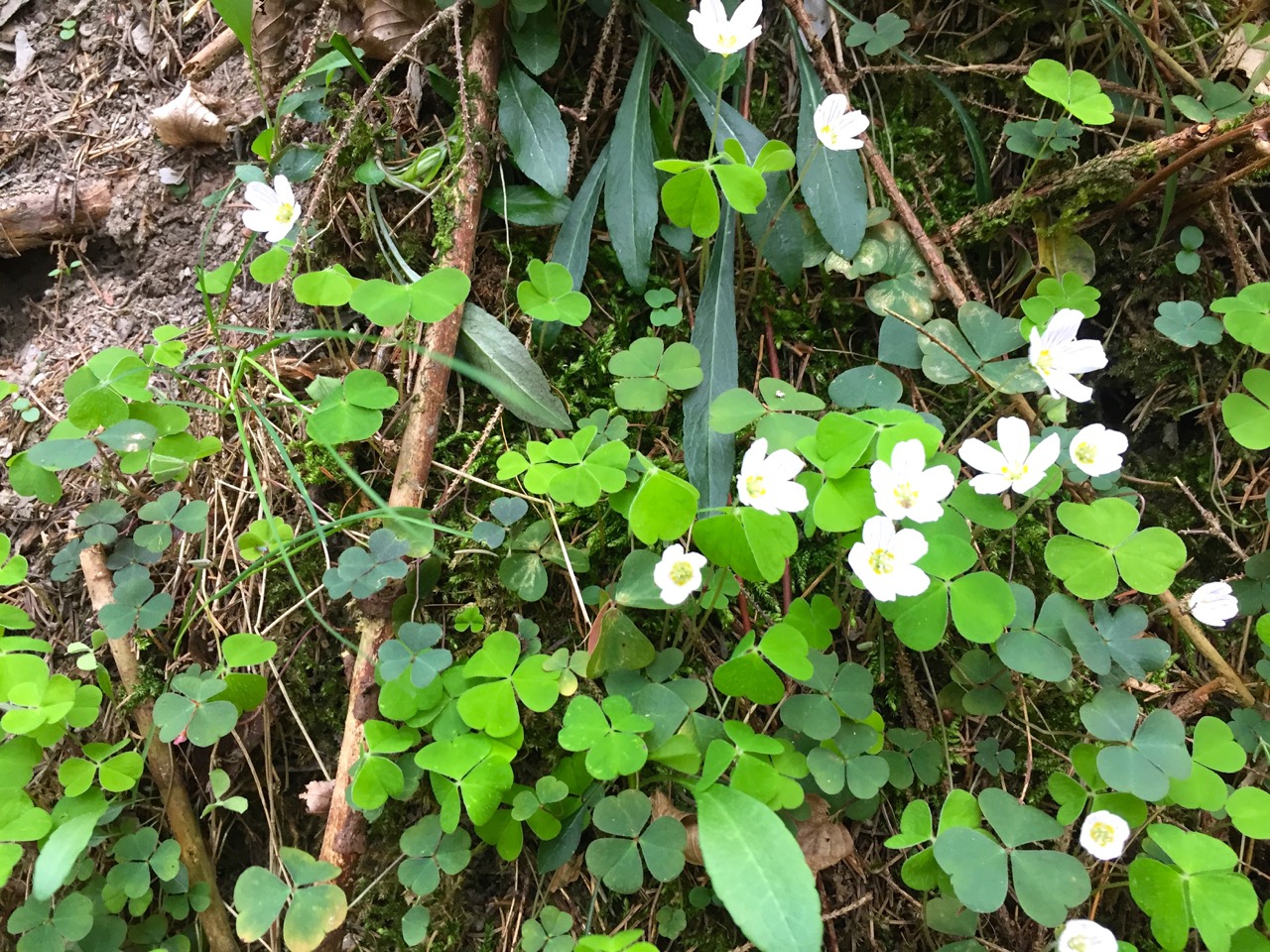 Geierlay Wanderweg – Fruehlingsboten