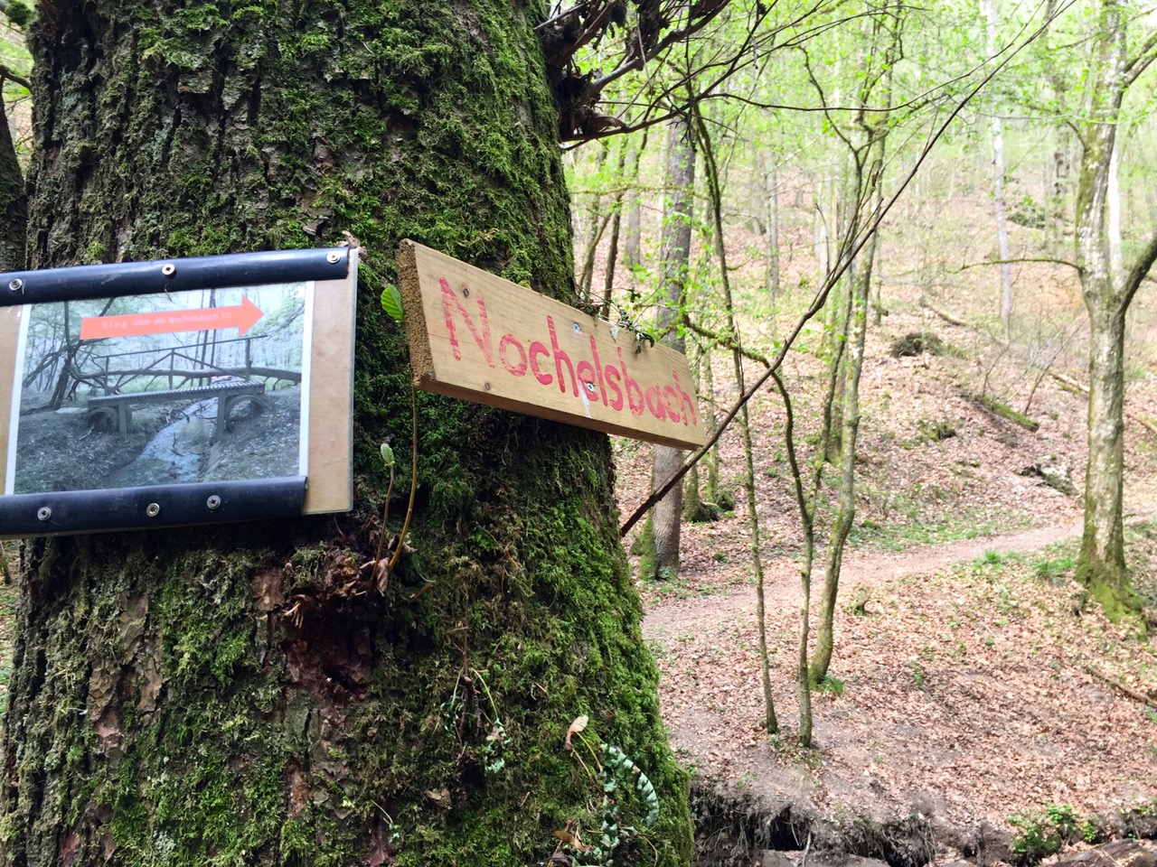 Geierlay Wanderweg – erst hinab ins Tal, dann wieder hinauf