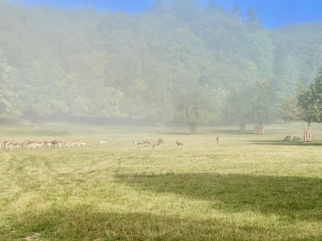 Rotwild Wildpark Bad Kissingen