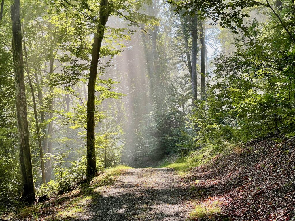 Wandern im Klauswald Bad Kissingen