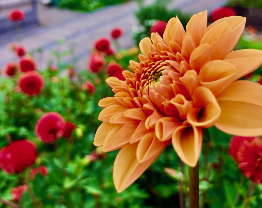 Botanischer Garten Ueckermuende