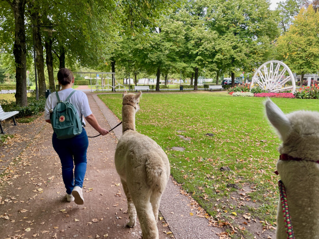 Spaziergang mit Emsige Alpakas Belmondo und Ricky durch den Kurpark von Bad Waldliesborn