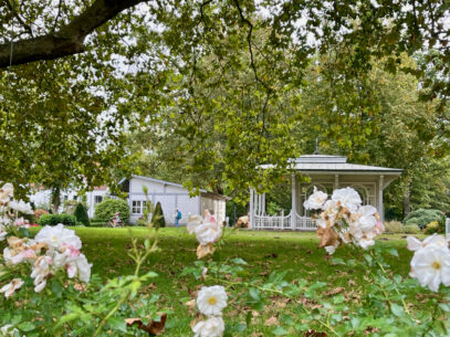 Blick durch Rosen auf das Pumpenhaus im Kurpark von Bad Waldliesborn im Hintergrund
