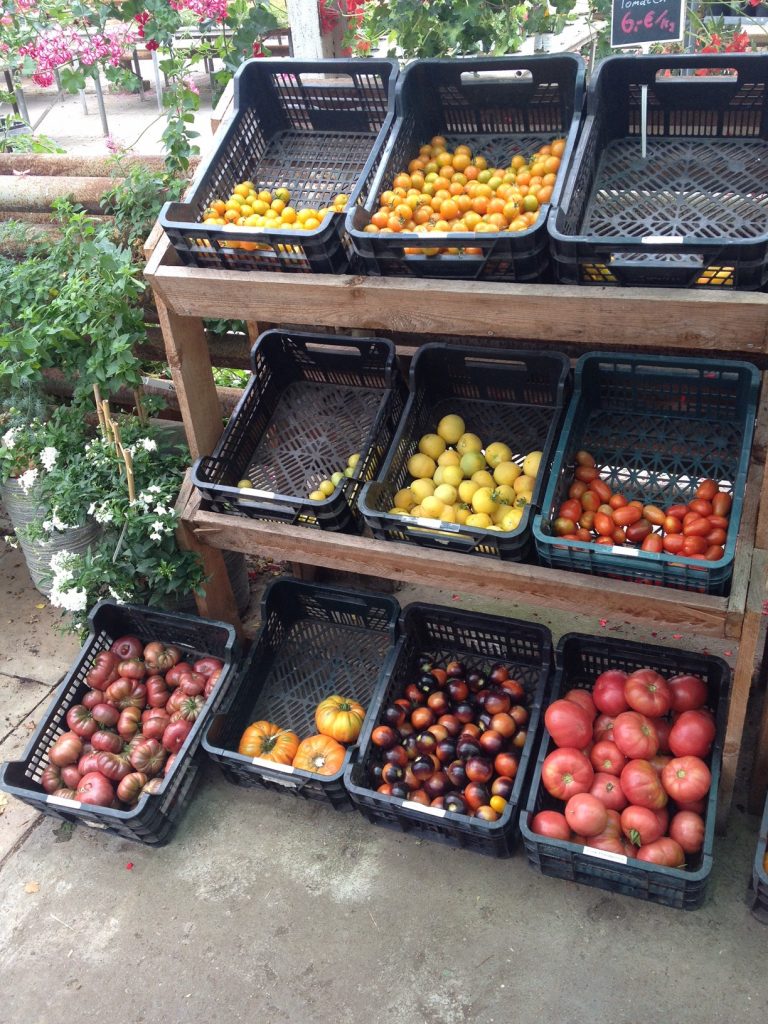 Tomatenvielfalt - ich kann mich nicht entscheiden