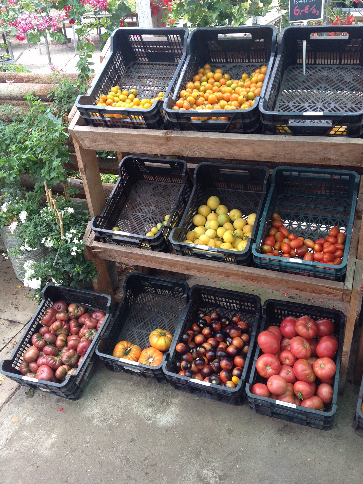 Tomatenvielfalt – ich kann mich nicht entscheiden