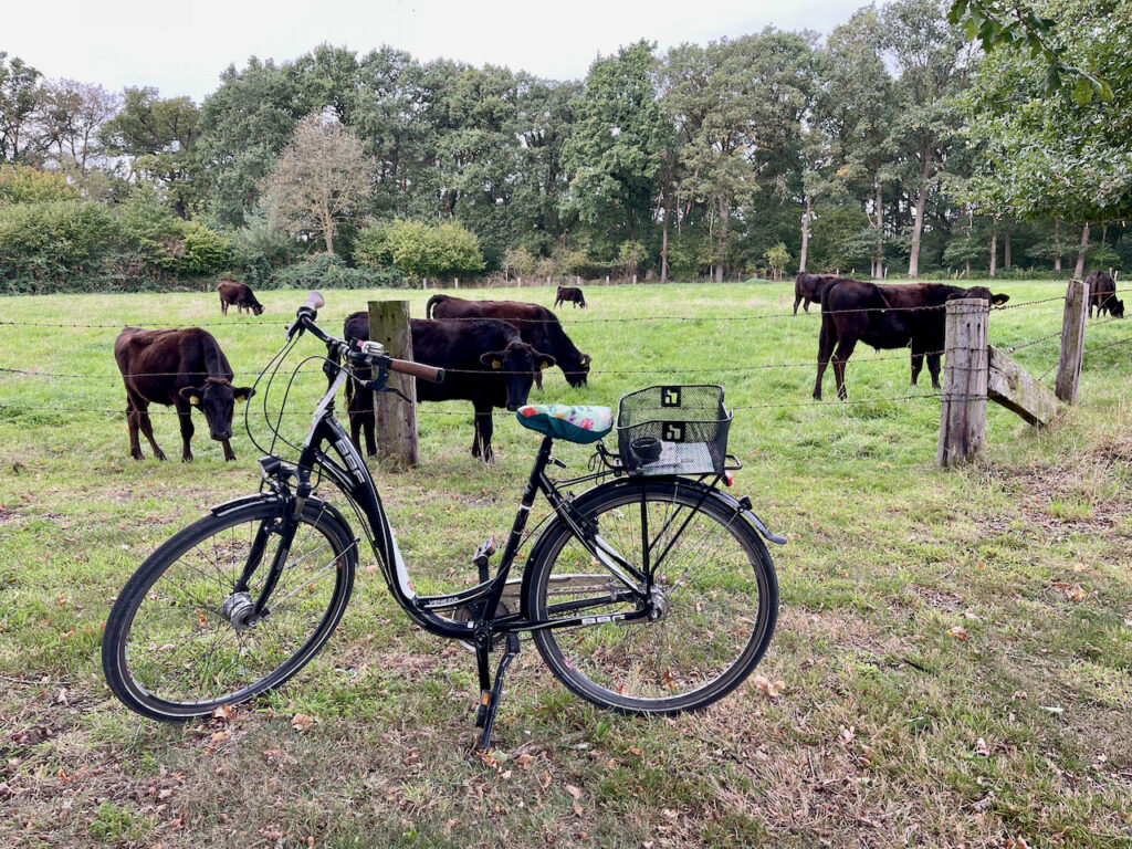 Unterwegs mit dem Fahrrad von Bad Waldliesborn nach Lippstadt, Pause an einer Rinderweide
