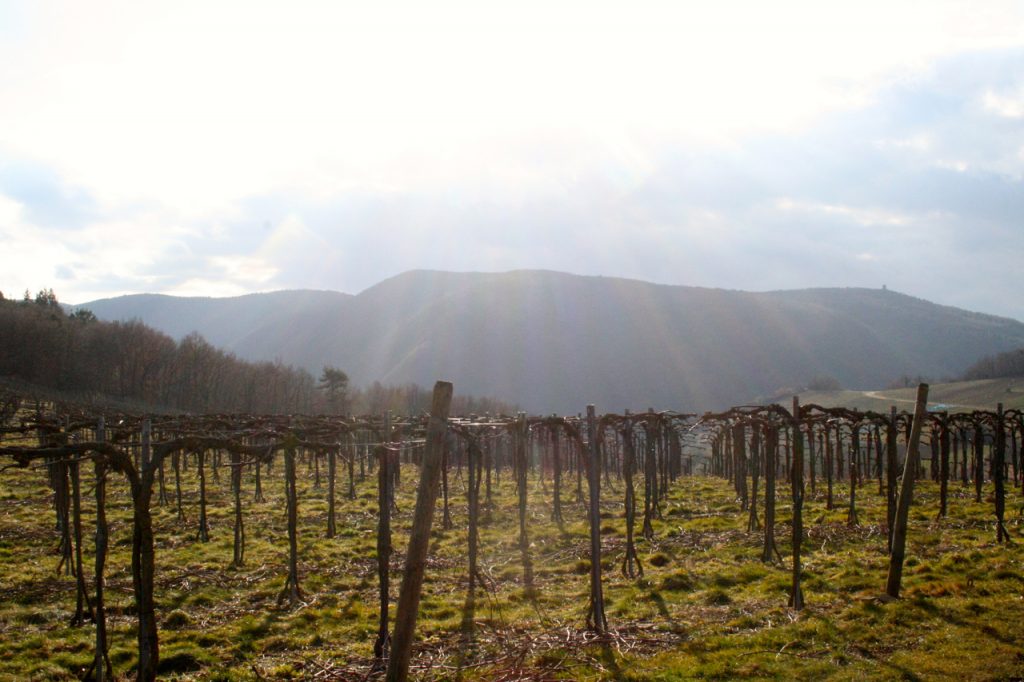 Weinberge im Frühling