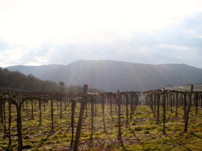 Weinberge im Frühling