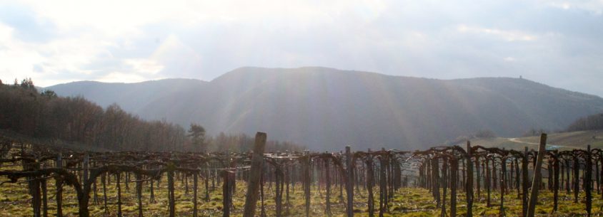 Weinberge im Frühling