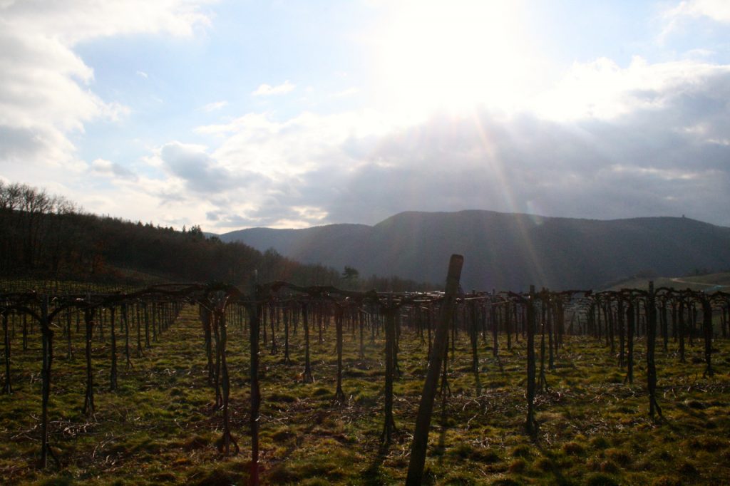 Wandern auf dem Rotweinwanderweg - zu jeder Jahreszeit ein Erlebnis