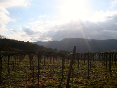 Wandern auf dem Rotweinwanderweg - zu jeder Jahreszeit ein Erlebnis