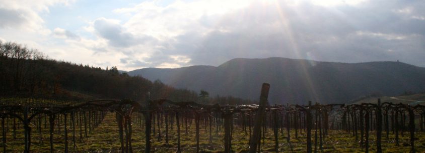 Wandern auf dem Rotweinwanderweg - zu jeder Jahreszeit ein Erlebnis