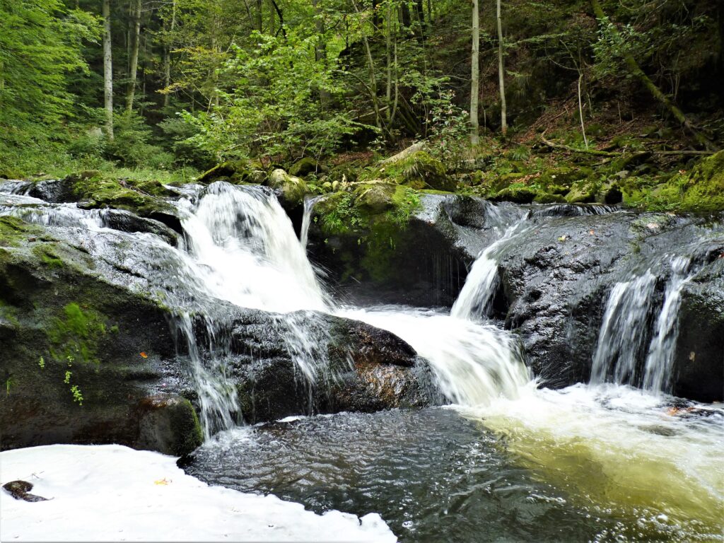 Wald Deutschland Bayerischer Wald